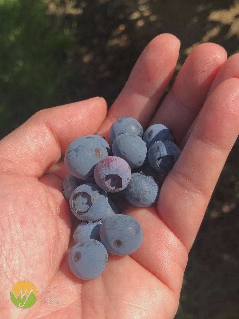 一家大小摘藍莓