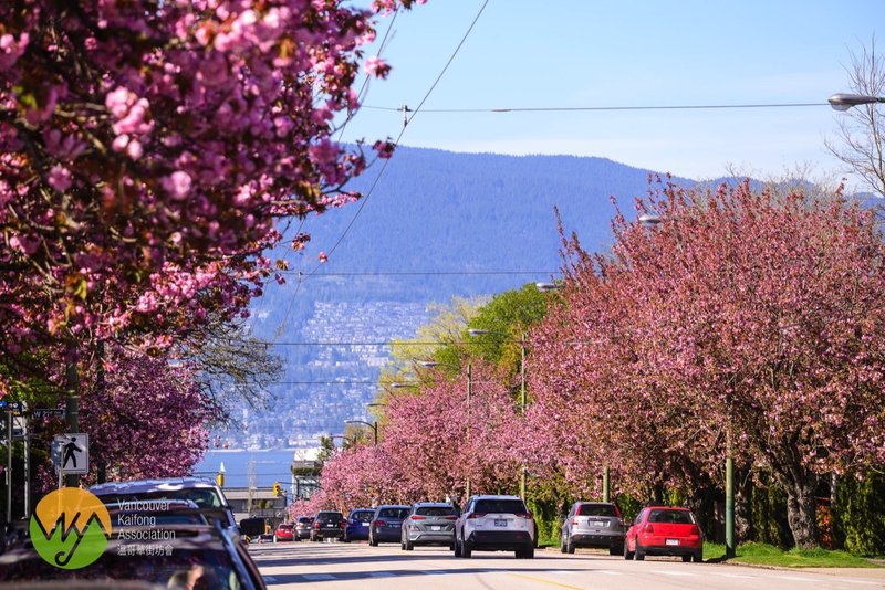 遲來但燦爛的關山櫻 Kanzan Sakura [2023年]
